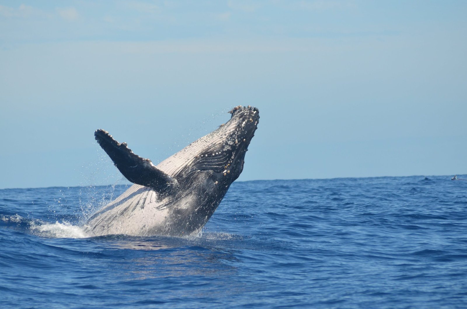 Whale Watching off the Coast of Massachusetts