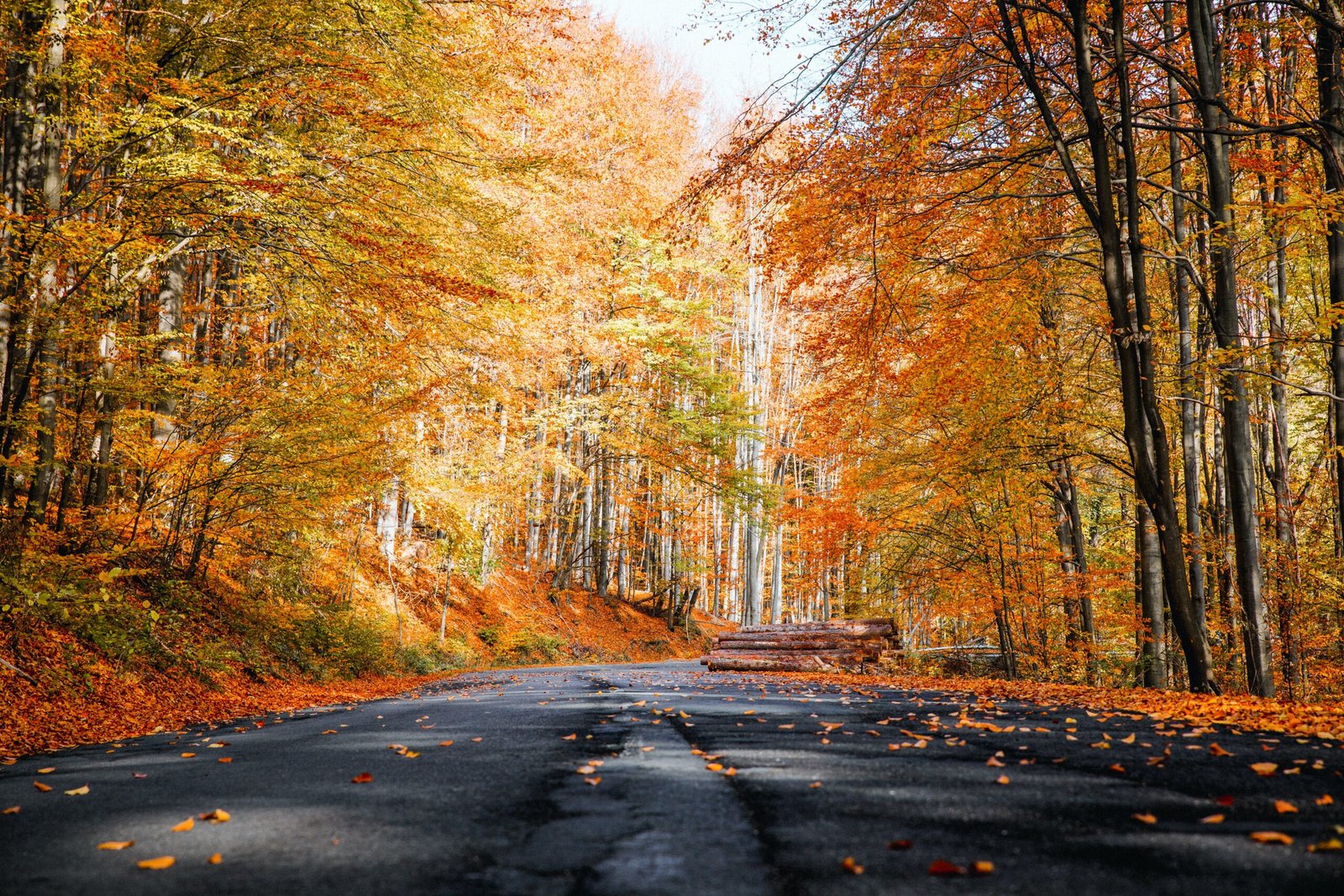 Fall Foliage Tours in New Hampshire 