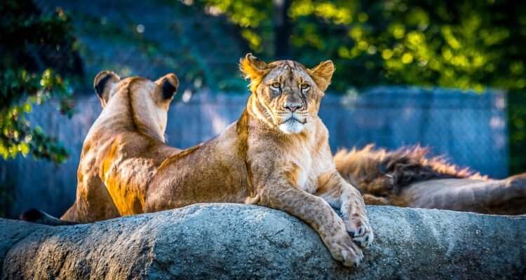 Zoos Of New England